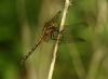 Orthetrum coerulescens